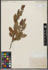 Foto von Salix waldsteiniana Willd.